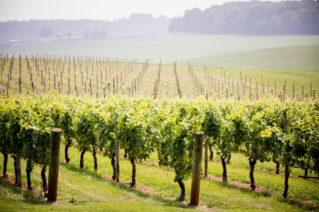 Shelton Vineyards is the largest family-owned estate winery in North Carolina. Located in the Yadkin Valley near Mount Airy, the estate is 406-acre acres.