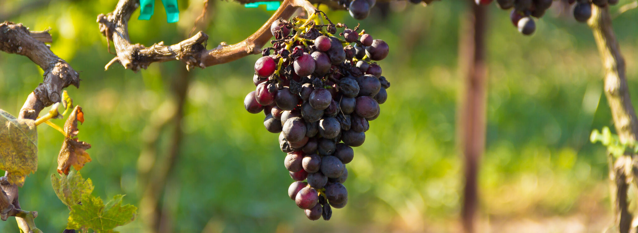Grapes - Stock Image